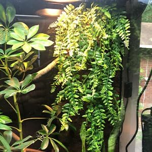 kathson Reptile Wooden Bridge,Bearded Dragon Hammock Decor Wood Reptile Hideout Hut Terrarium Hanging Plants Climbing Accessories Reptiles Hide Caves for Snake Gecko Lizard Tortoise (3 Pcs)