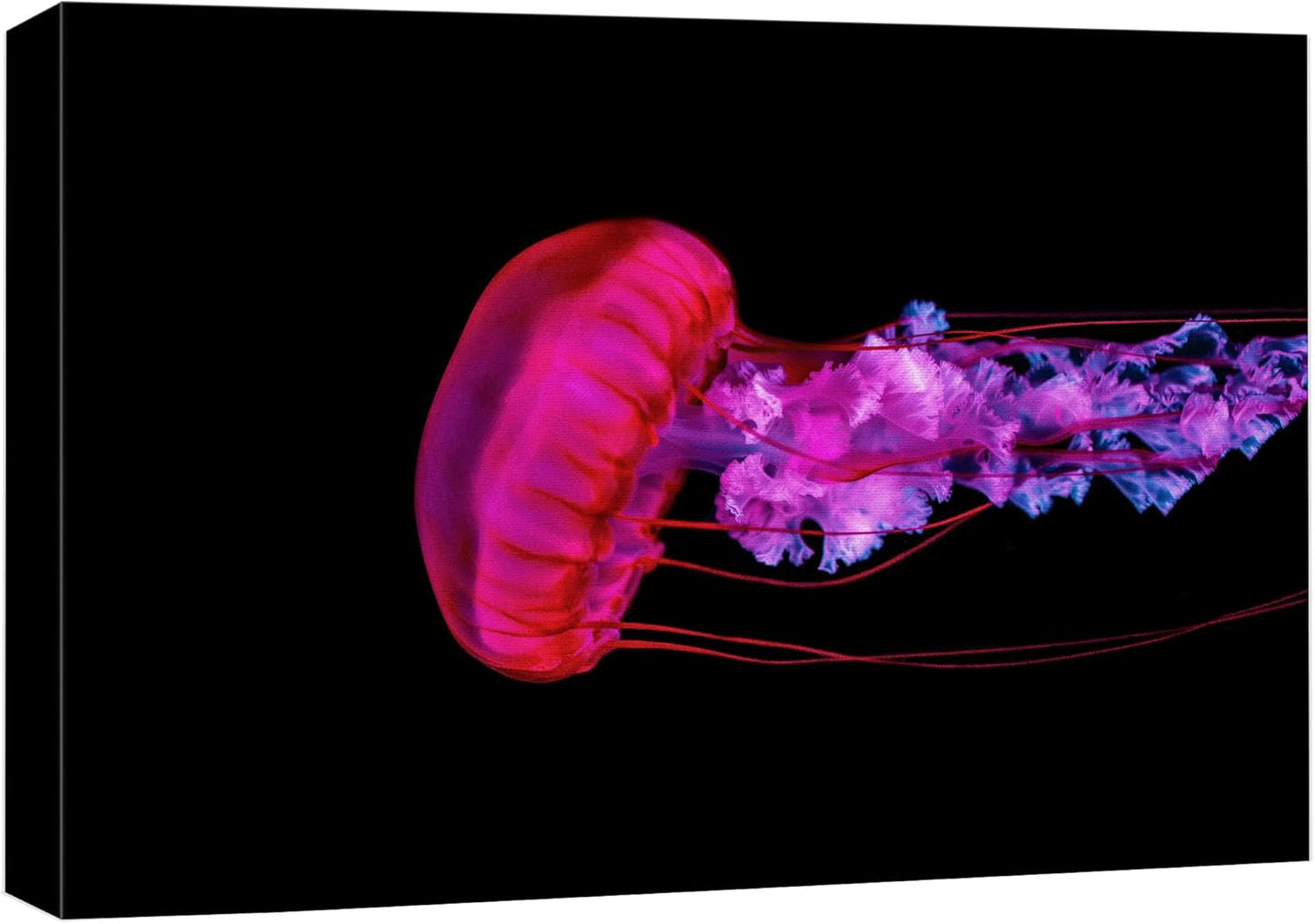 wall26 Canvas Print Wall Art Underwater High Contrast Pink Jellyfish Sea Nature Animals Photography Realism Rustic Scenic Landscape Wilderness Colorful for Living Room, Bedroom, Office - 24"x36"