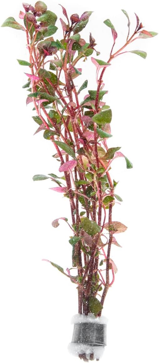 SubstrateSource Mini Bolbitis Baby Leaf - Live Aquarium Plant for Fish Tank Decorations (1 Pot)