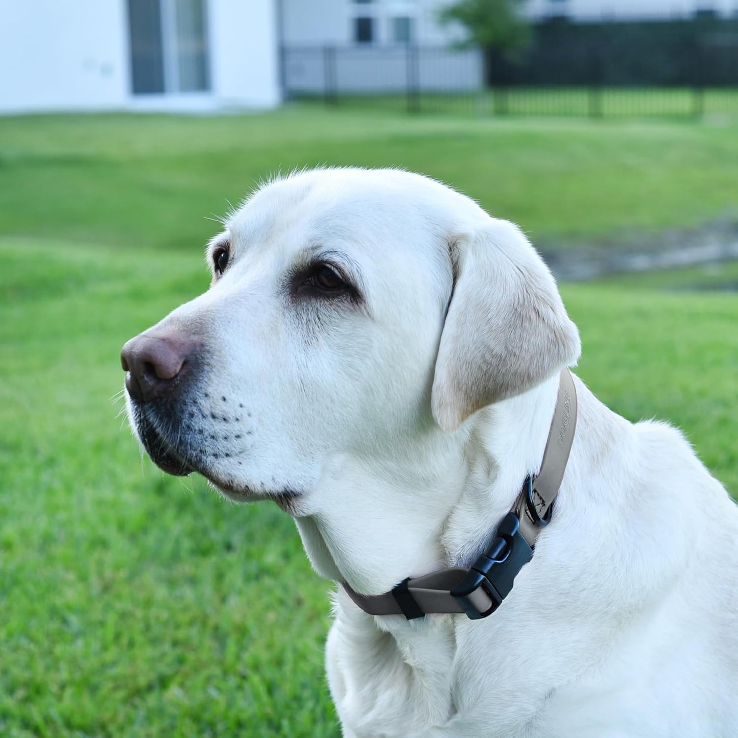 Dogline Biothane Waterproof Dog Collar with Quick Release Buckle Strong Coated Nylon Webbing with Odor- Proof for Easy Care Easy to Clean Fits Small Medium Large Dogs, Grey 1" W 15-25" L
