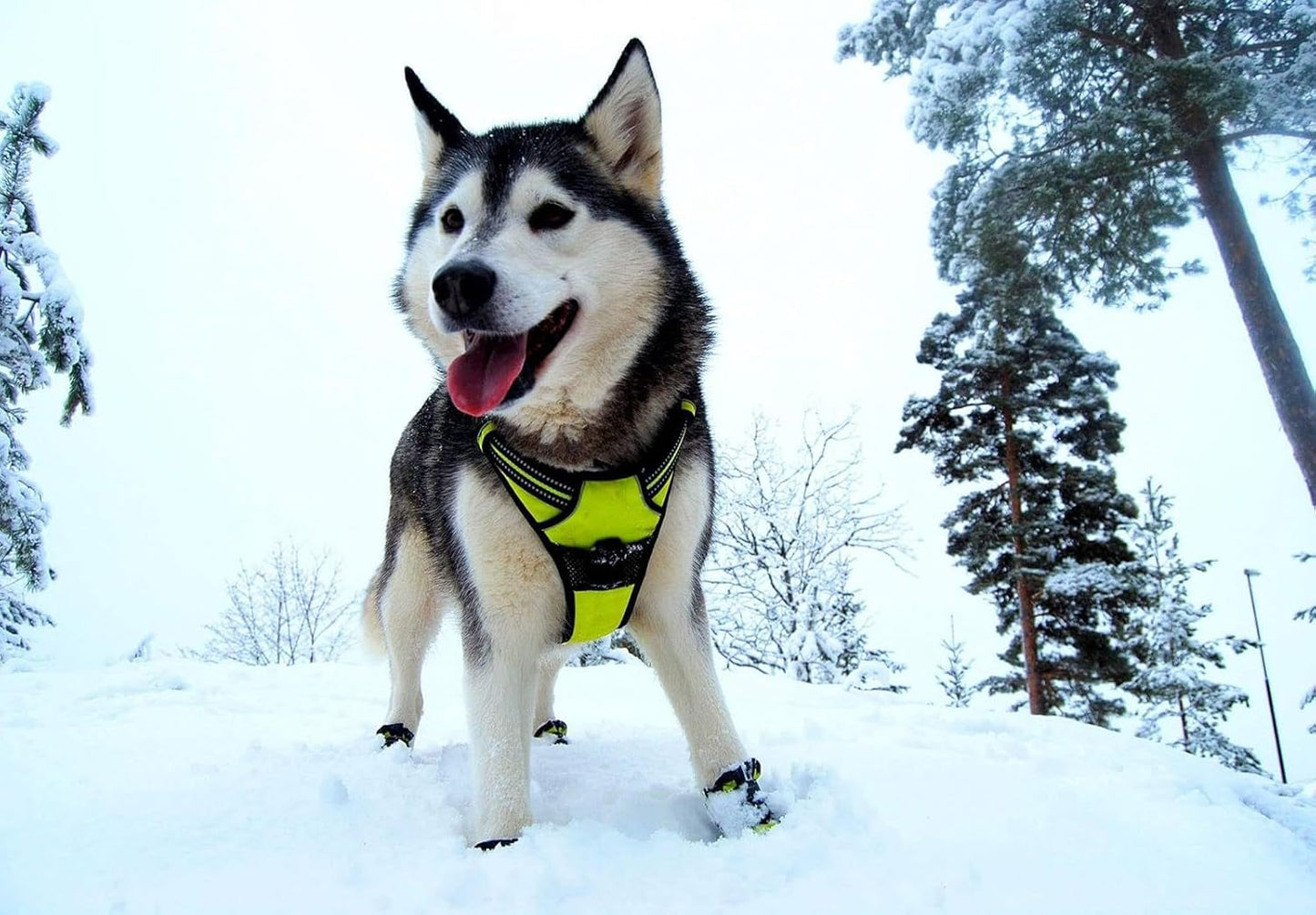 TRUE LOVE Truelove Adjustable No-Pull Dog Harness Reflective Pup Vest Harnesses Comfortable Control Brilliant Colors TLH5651(Neon Yellow,L)