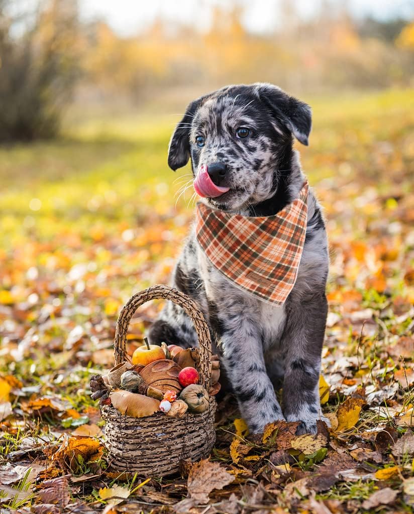 Lionet Paws Halloween Dog Bandana - Plaid Dog Kerchief, Adjustable Washable Reversible Cotton Scarf for Small to Large Dogs