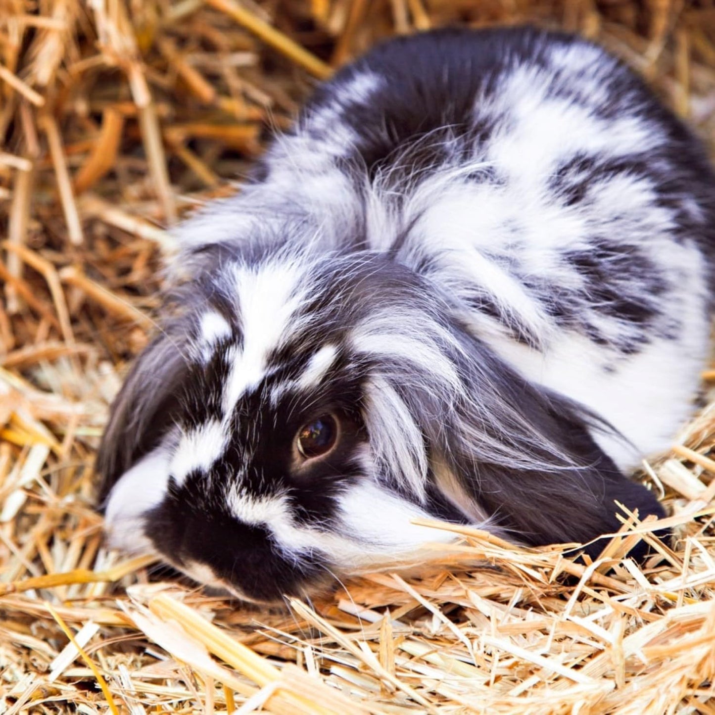 Blue Mountain Hay | Organic Bedding Straw (25 lb) | Natural Pet Bedding & Insulation for Rabbits, Guinea Pigs, Goats, Chickens, Stray & Feral Cats, and Small Animal Shelters