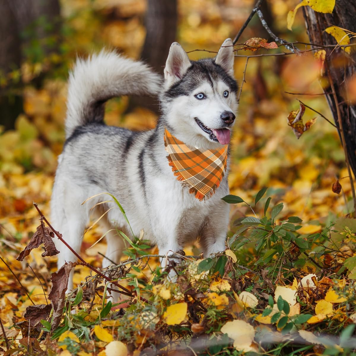 Kytely Thanksgiving Fall Dog Bandanas 2 Pack, Autumn Dog Bandana Large, Orange Plaid Pet Scarf for Boy and Girl, Holiday Halloween Reversible Triangle Bibs Accessories for Dogs Pets
