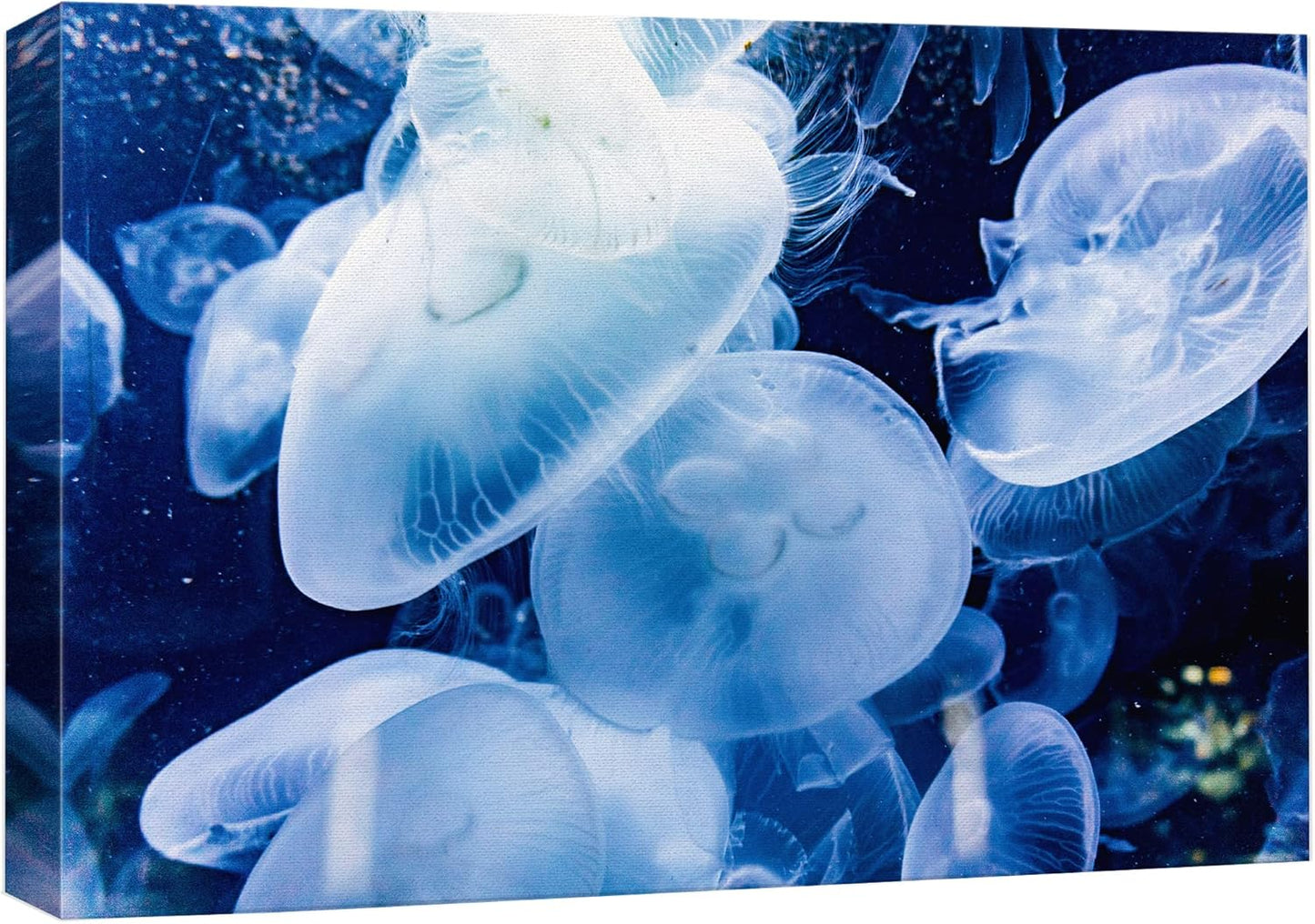 wall26 Canvas Print Wall Art Translucent X-Ray Tropical Ocean Jellyfish Nature Animals Photography Realism Rustic Scenic Landscape Wilderness Earth for Living Room, Bedroom, Office - 32"x48"