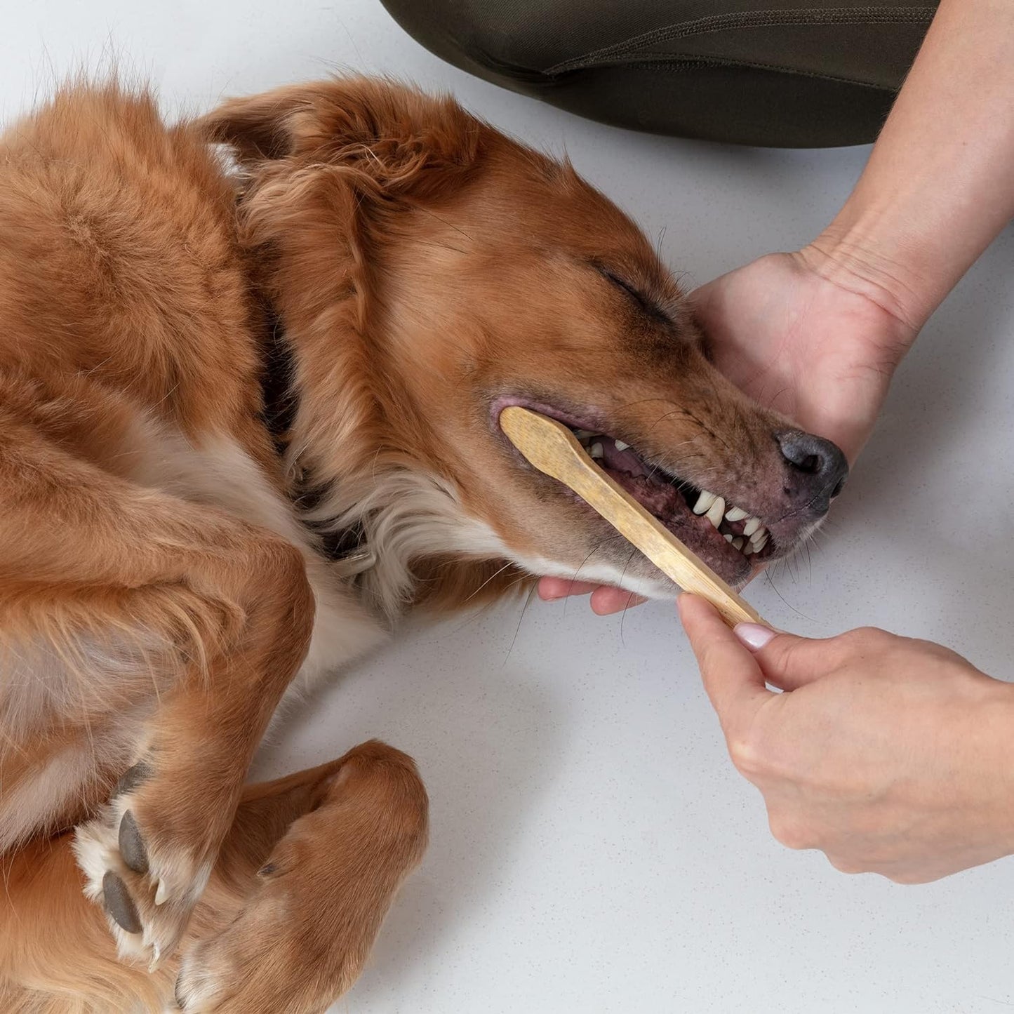 Dog Toothbrush I 4-Pack Two Sided Bamboo Toothbrush for Small and Large Dogs & Cats I Soft Bristles Gentle for Easy Dog Teeth Brushing & Dental Care