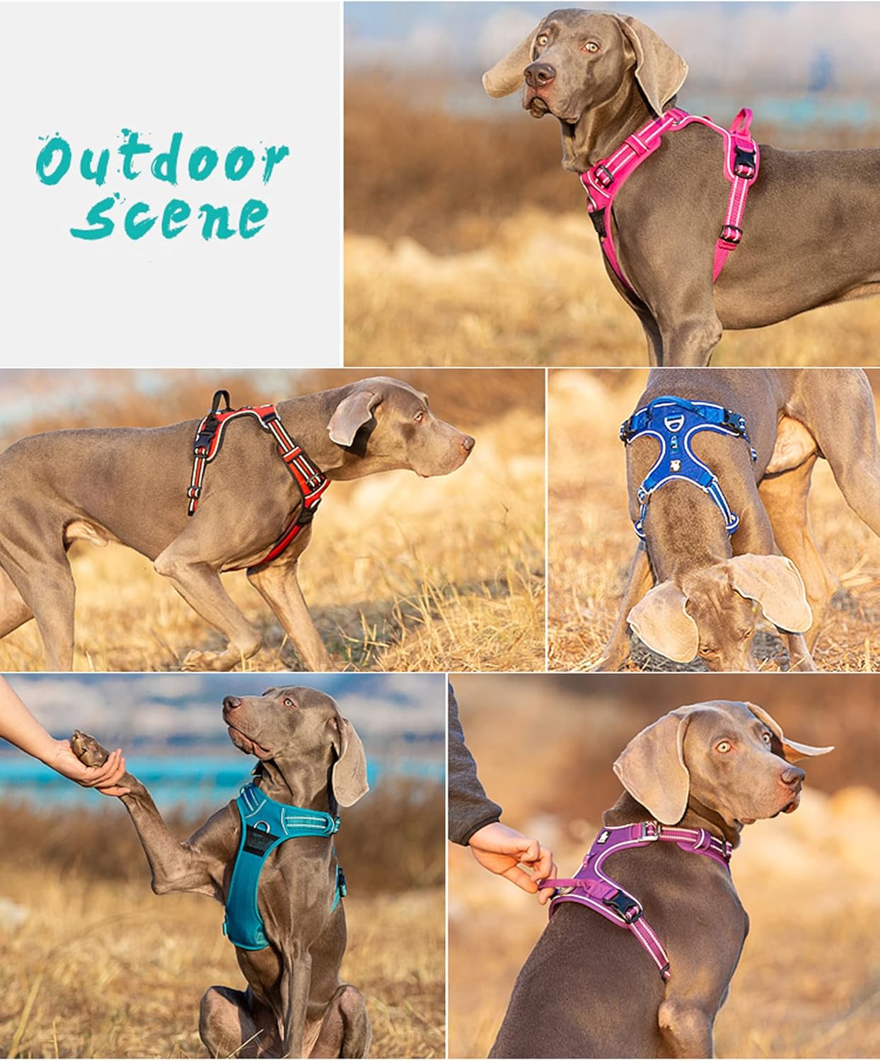 TRUE LOVE Dog Harness No Pull Nylon Reflective Pet Harness Adjustable Comfortable Control Step-in Brilliant Colors Truelove TLH56512 XS Black