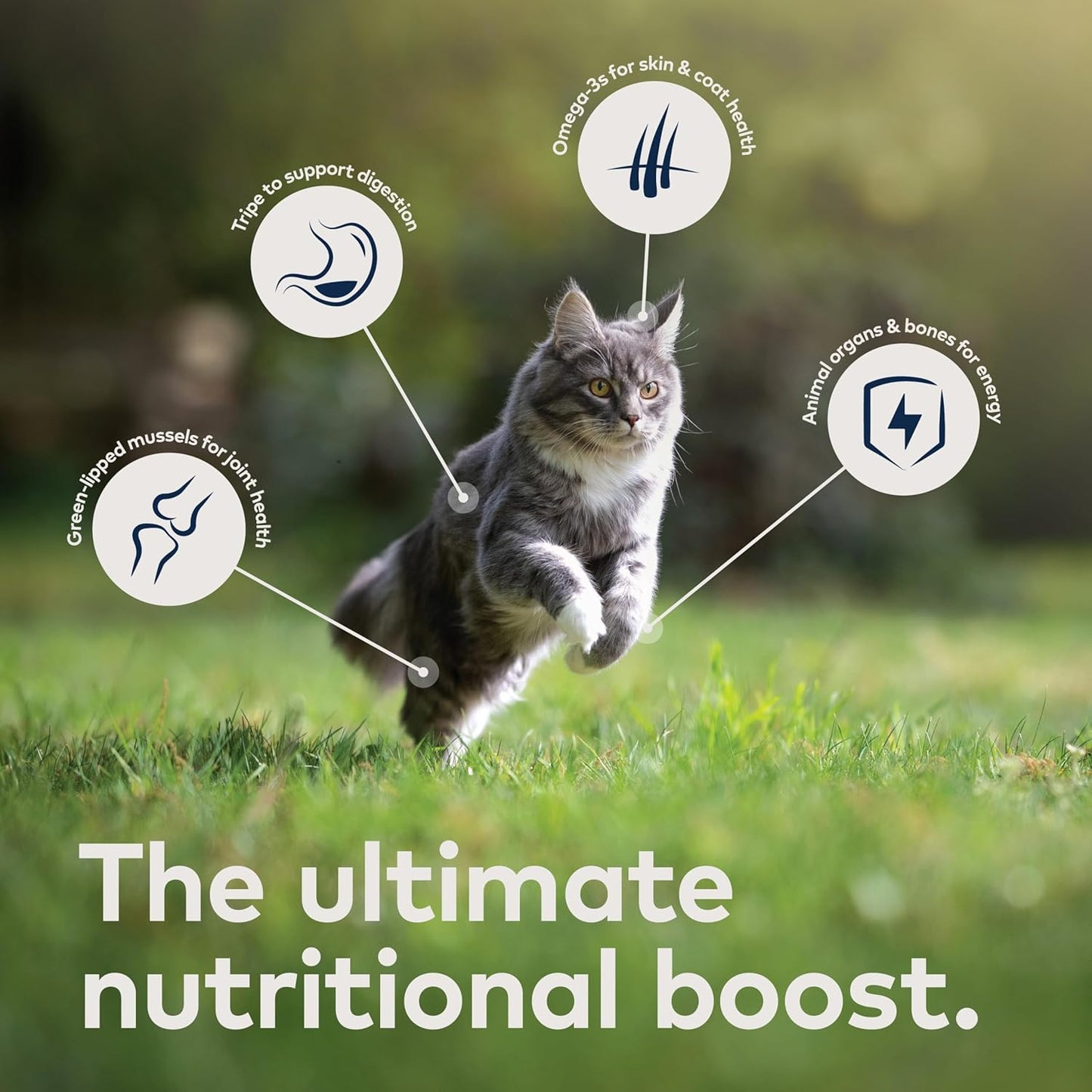ZIWI Peak Air-Dried Cat Food – Beef - All Natural, High Protein, Grain Free, Limited Ingredient w/ Superfoods (35.2oz)