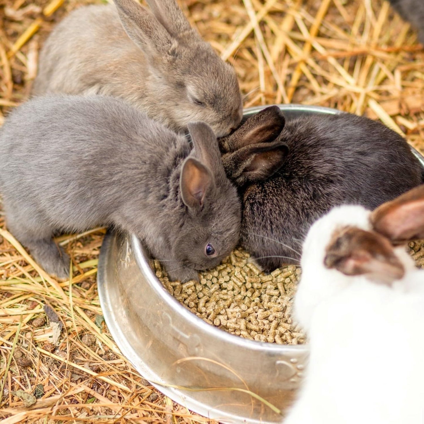 Blue Mountain Hay | Organic Bedding Straw (5 lb) | Natural Pet Bedding & Insulation for Rabbits, Guinea Pigs, Goats, Chickens, Stray & Feral Cats, and Small Animal Shelters