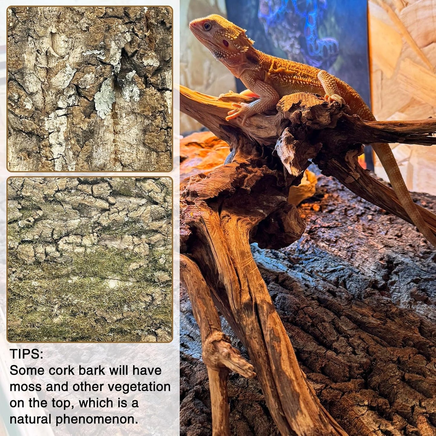 Fhiny 6 PCS Cork Bark Background, 11.6" x 7.7" Natural Cork Bark for Reptiles Bearded Dragon Climbing Backdrop Terrarium Habitat Wall Decor Accessories for Turtle Gecko Lizard Snake Spider Frog